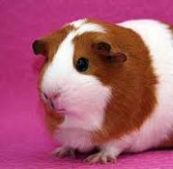 Guinea pig: what is the dream of a pet?