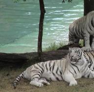 ¿Por qué un tigre sueña en un sueño?