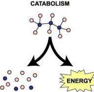 Анаболические и катаболические процессы