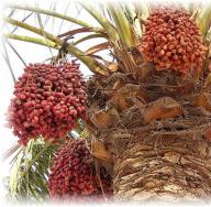 Sušene hurme - poznato voće s tisućljetnom poviješću Sušene datulje što se od njih može skuhati