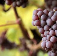 Izmet šišmiša - tajno gnojivo za vinograd (foto)