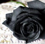Postoje nevjerojatno lijepe crne ruže