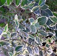 Euonymus - انواع و خواص تزئینی عکس