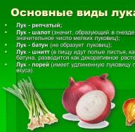 Onion: benefits and harms to the body
