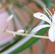 Sobno cvijeće: cape chlorophytum Kako izgleda biljka chlorophytum