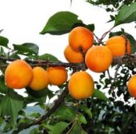 Tree Apricot Manchurian: fotografija, opis, njega Reprodukcija ukrasne marelice