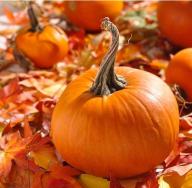 Secret secrets of harvesting pumpkins for the winter Preserving pumpkins for the winter recipes