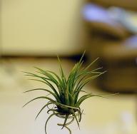 تولید مثل پیوند آبیاری مراقبت خانگی Tillandsia