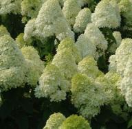 Hydrangea limelight - opis i uzgoj Hydrangea lemon light