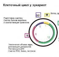 Клеточный цикл, фазы M, G1, S, G2, ауто- и гетеросинтетические функции клеток - Реферат