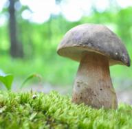 Jaké houby rostou na jaře: úplně první, nejdříve Když se houby sbírají v Adygeji